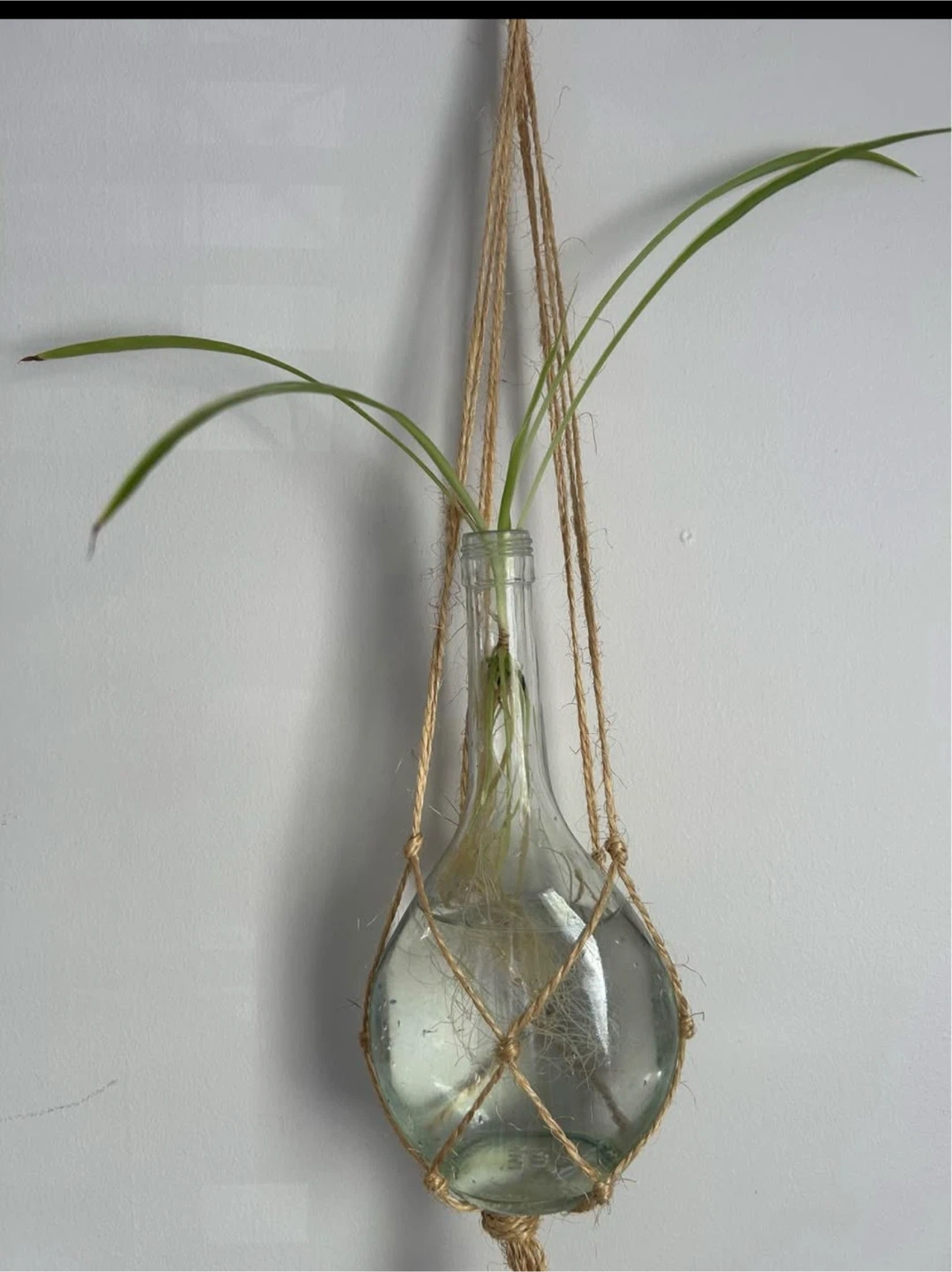 Rooted spider plants