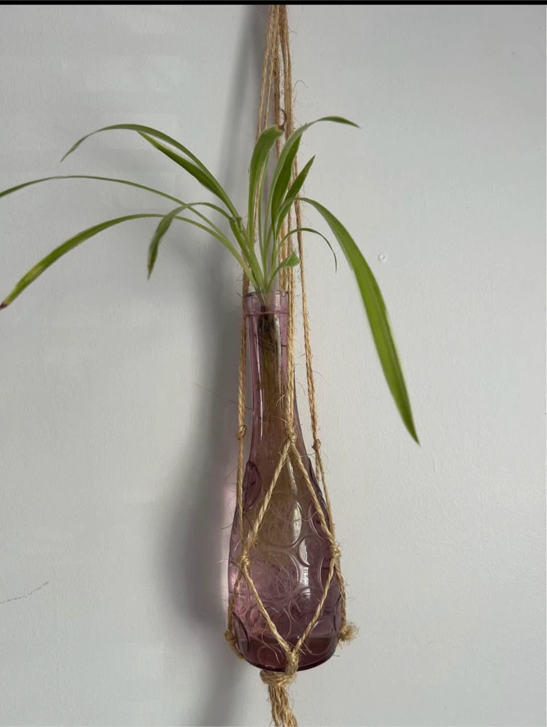 Rooted Plant in water