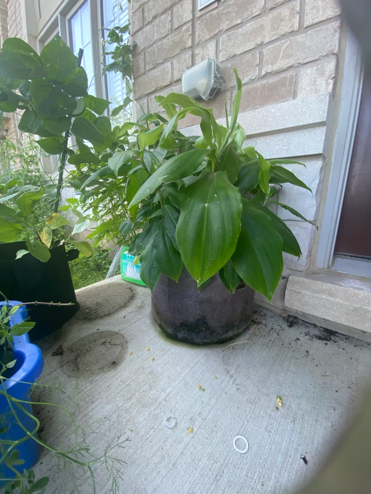 Healthy Green Potted Plant