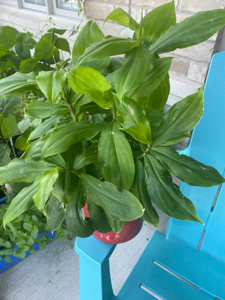 Healthy Green Potted Plant - photo 2