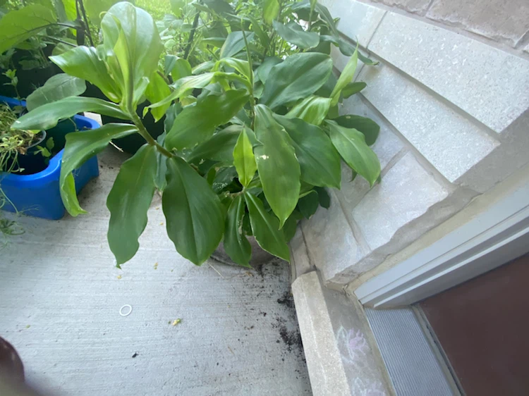Healthy Green Potted Plant - photo 3