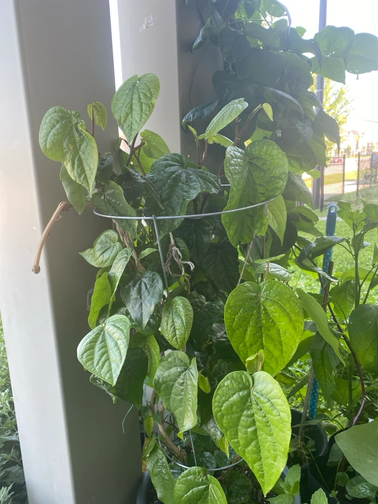 Betel Leaf Plant