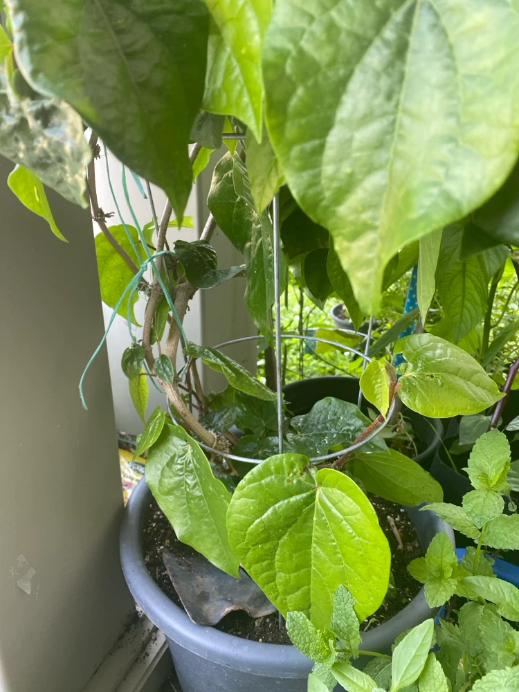 Betel Leaf Plant - photo 2