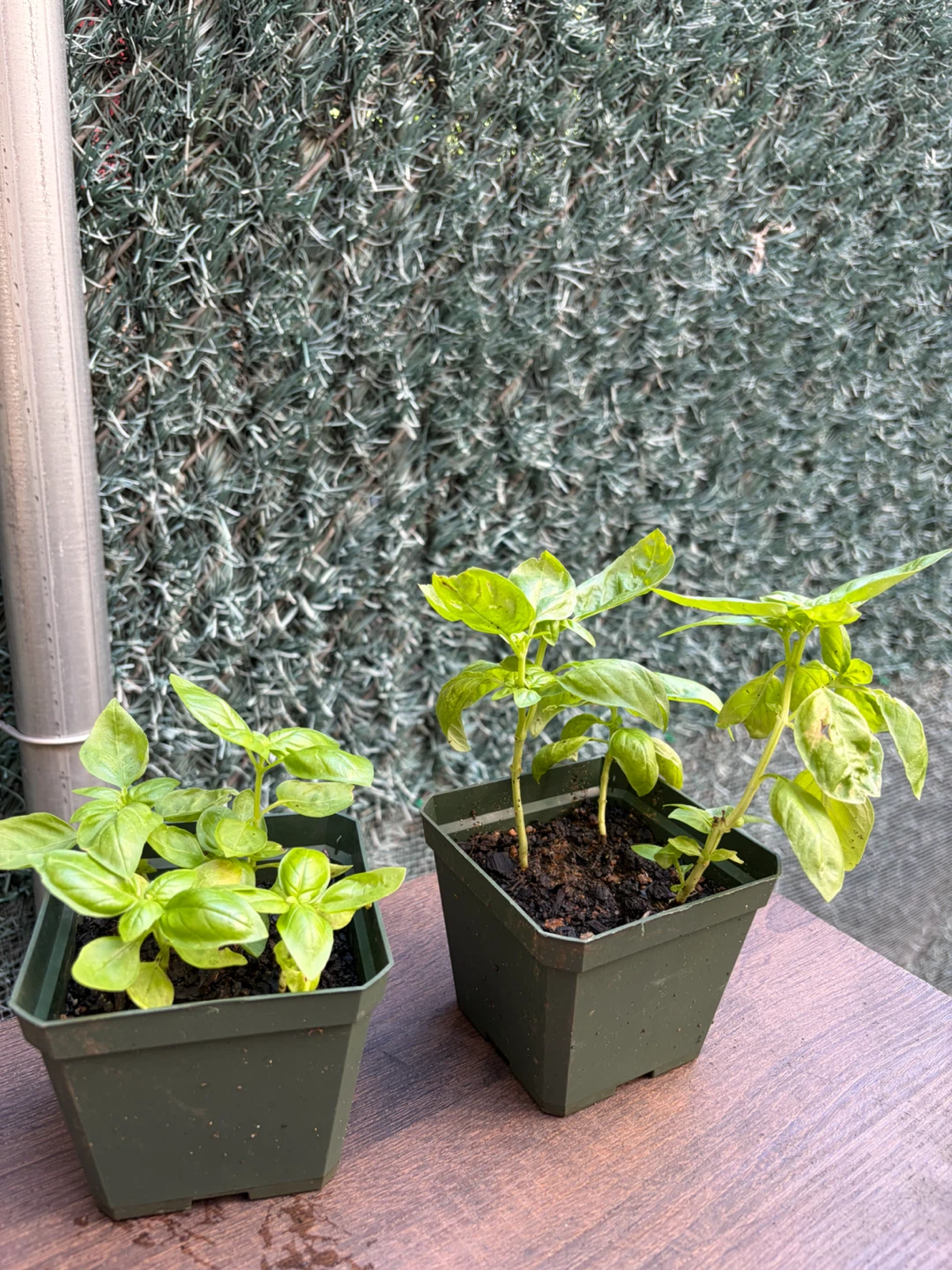 Free basil plants - one per person pls