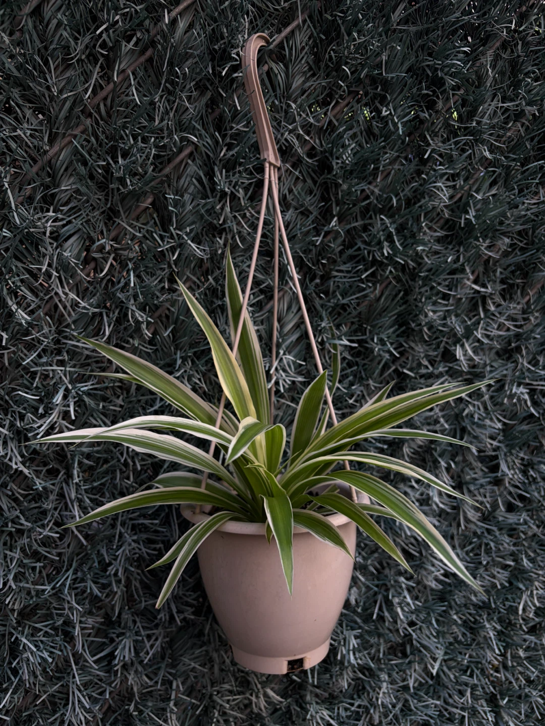 Spider Plant (variegated) in Hanging Pot