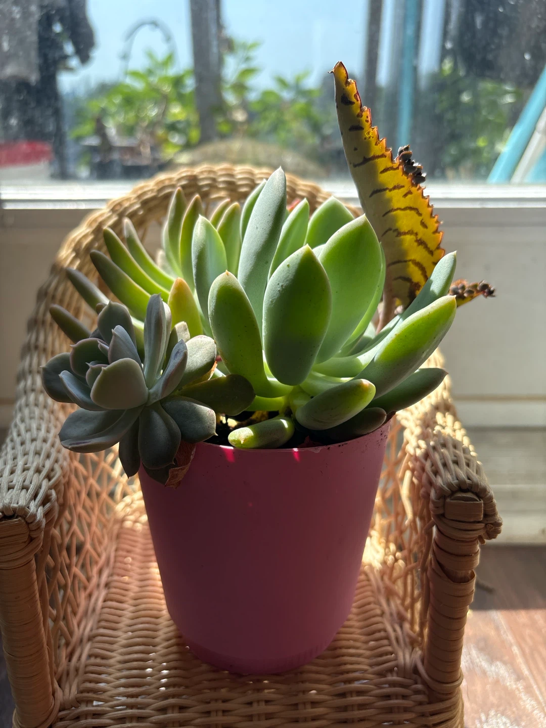 Assorted Succulent Plants in Pink Pot