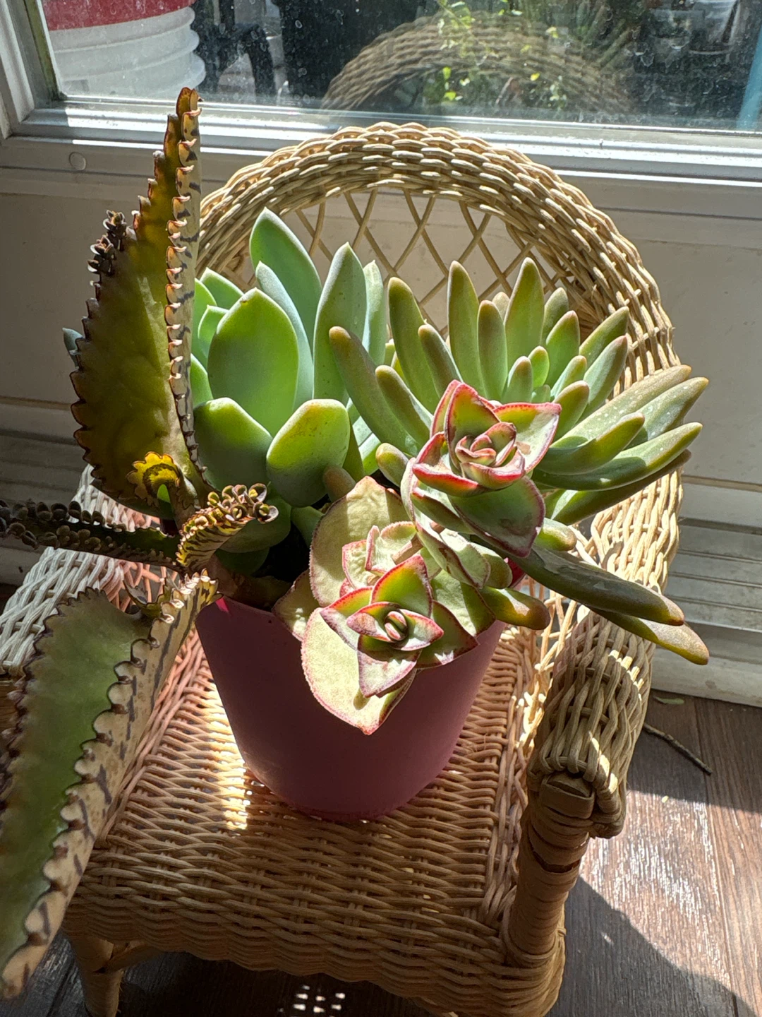 Assorted Succulent Plants in Pink Pot - photo 2