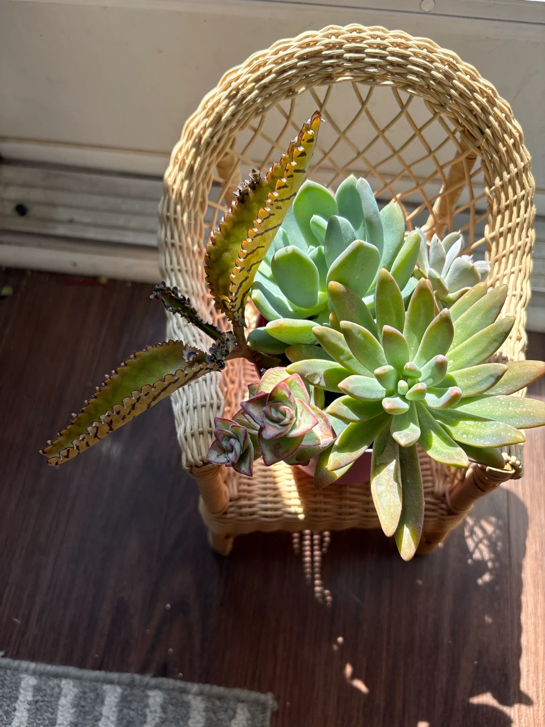Assorted Succulent Plants in Pink Pot - photo 3