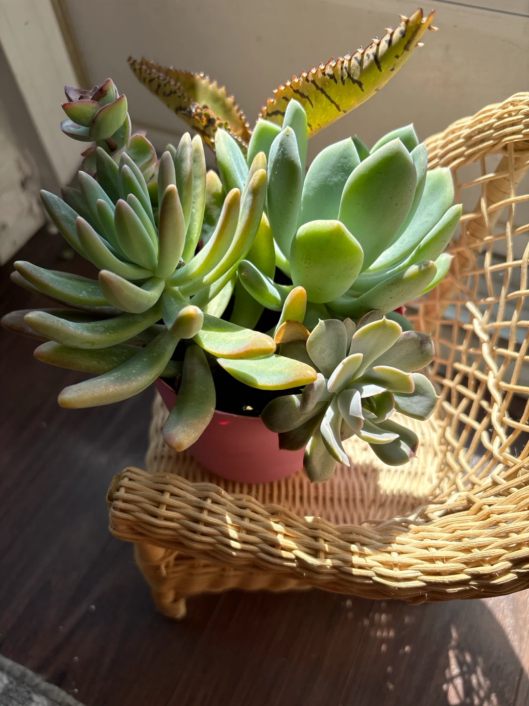 Assorted Succulent Plants in Pink Pot - photo 4