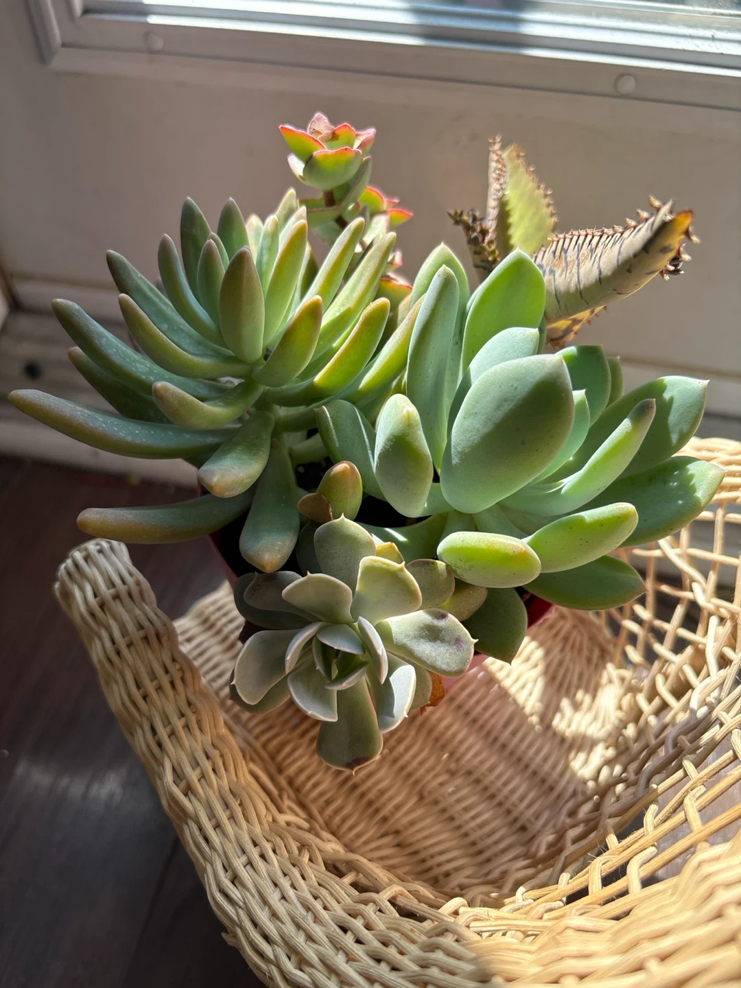 Assorted Succulent Plants in Pink Pot - photo 5