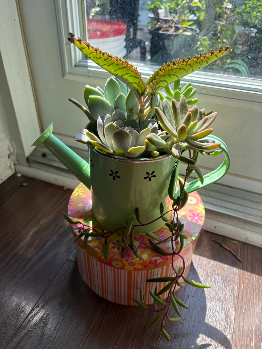 Succulent Plant Arrangement in Watering Can Pot