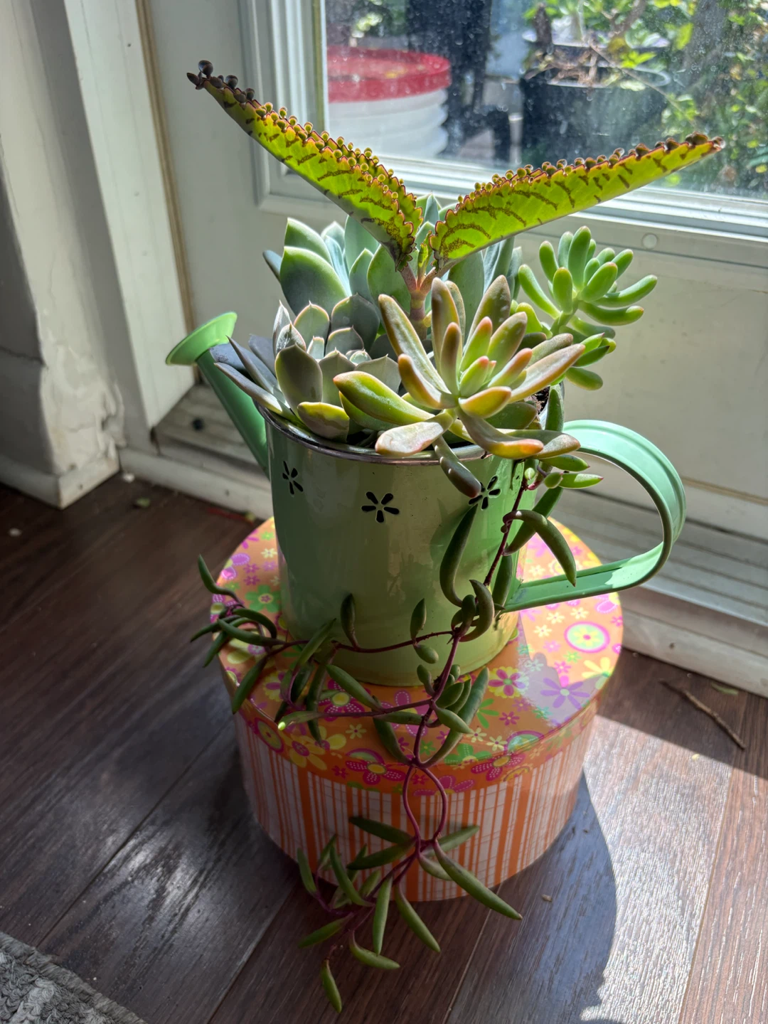 Succulent Plant Arrangement in Watering Can Pot - photo 2