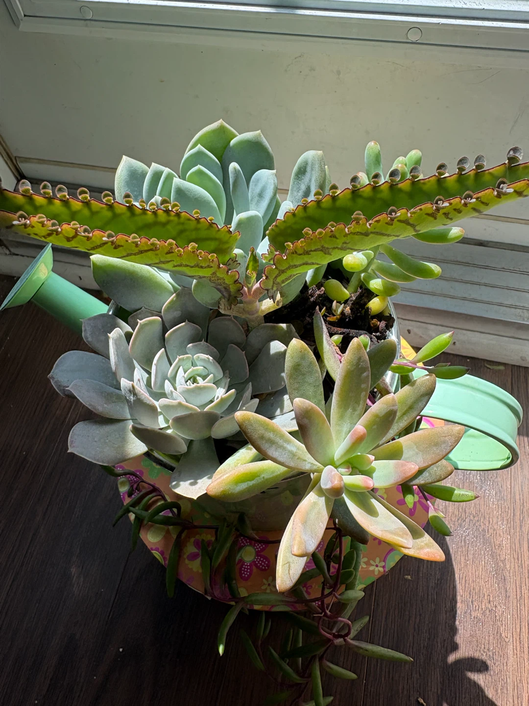 Succulent Plant Arrangement in Watering Can Pot - photo 3