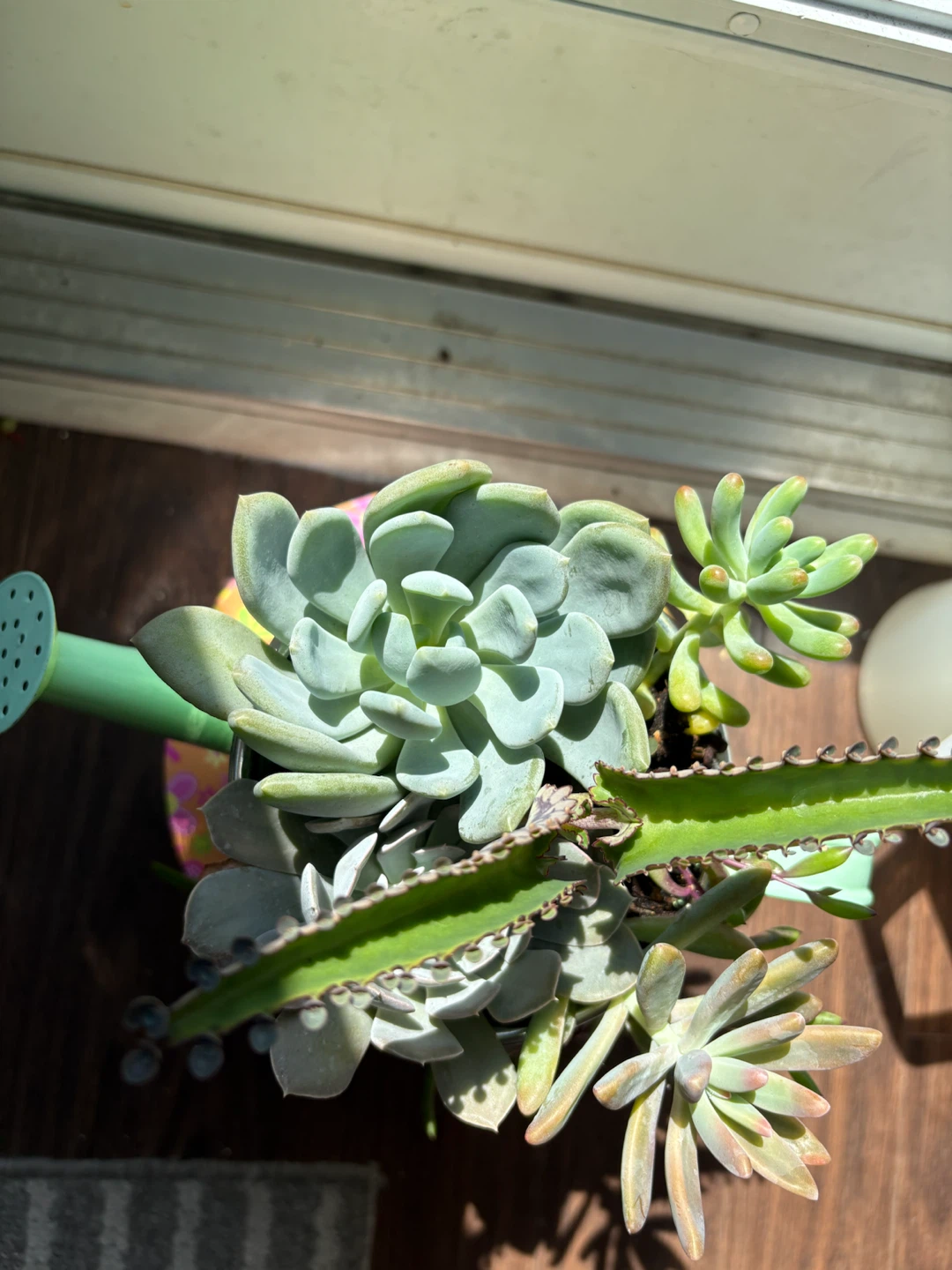 Succulent Plant Arrangement in Watering Can Pot - photo 4