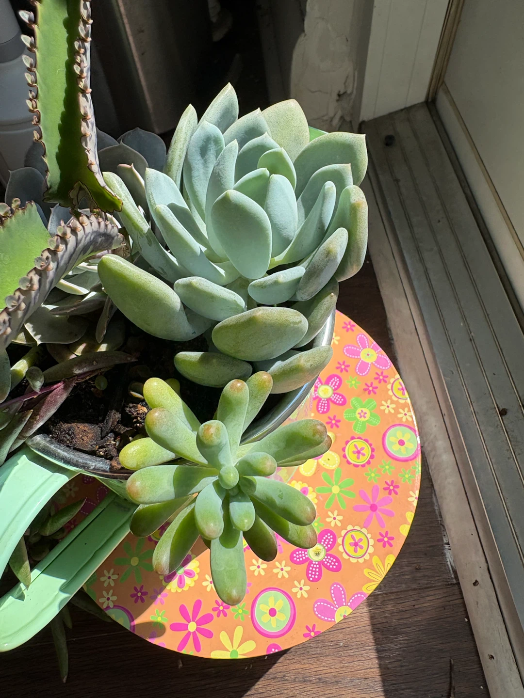 Succulent Plant Arrangement in Watering Can Pot - photo 5