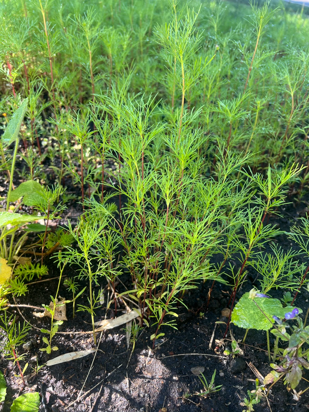 Cosmos garden plants