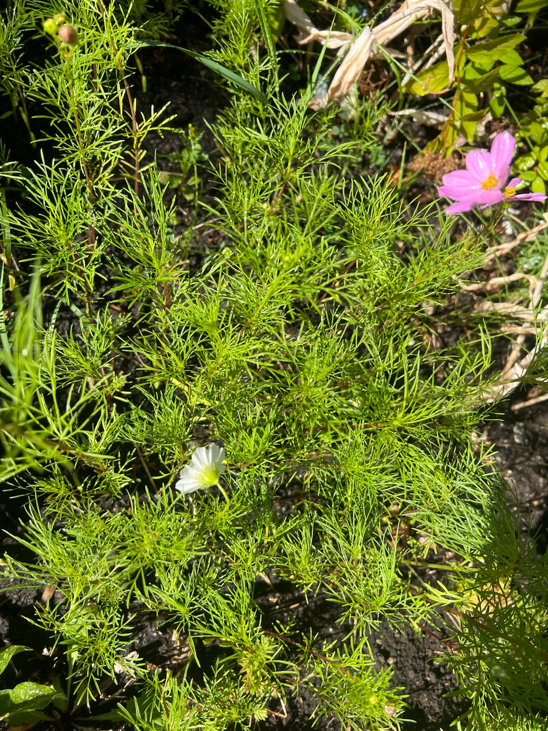 Cosmos garden plants - photo 2
