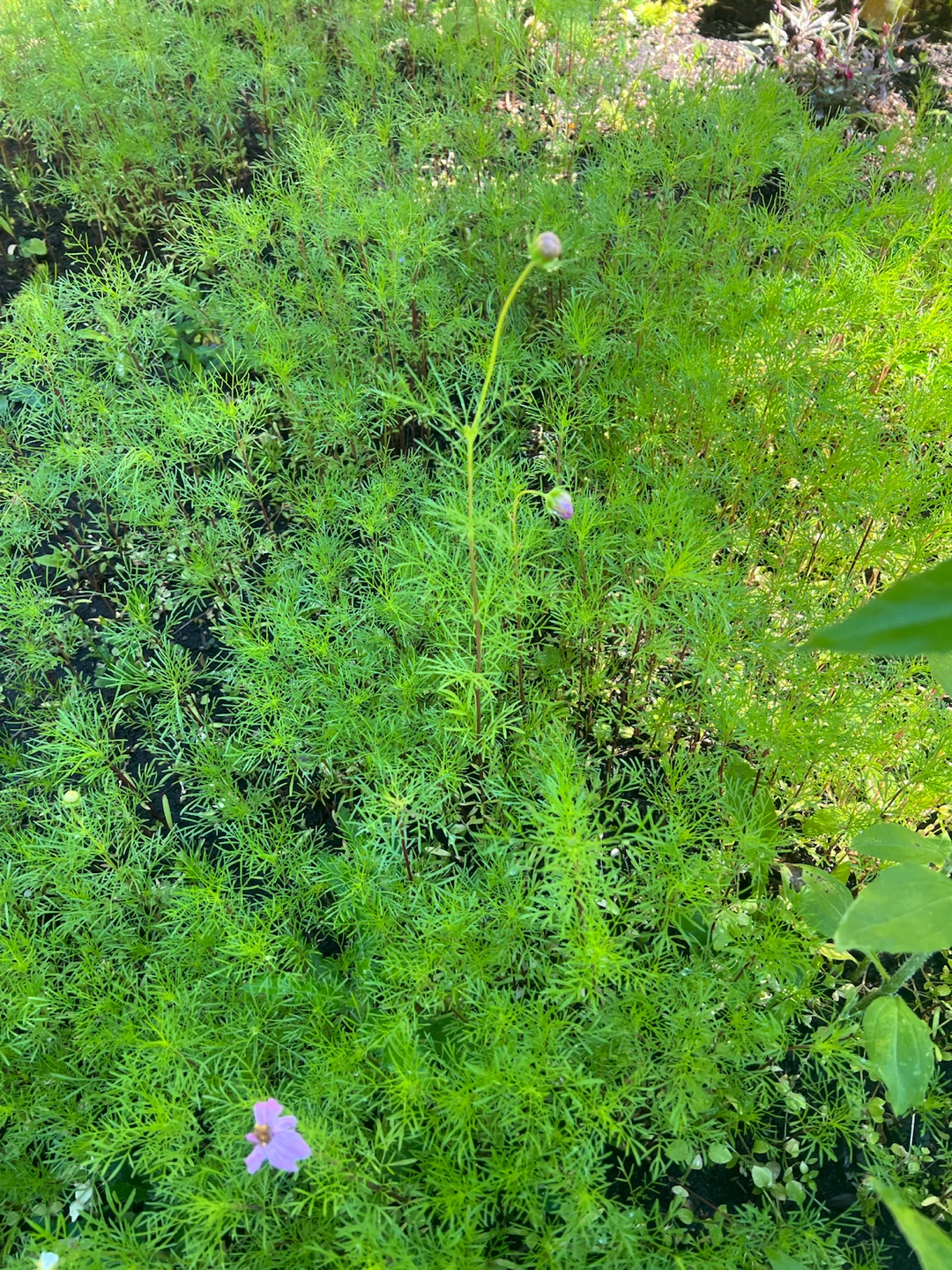 Cosmos garden plants - photo 3