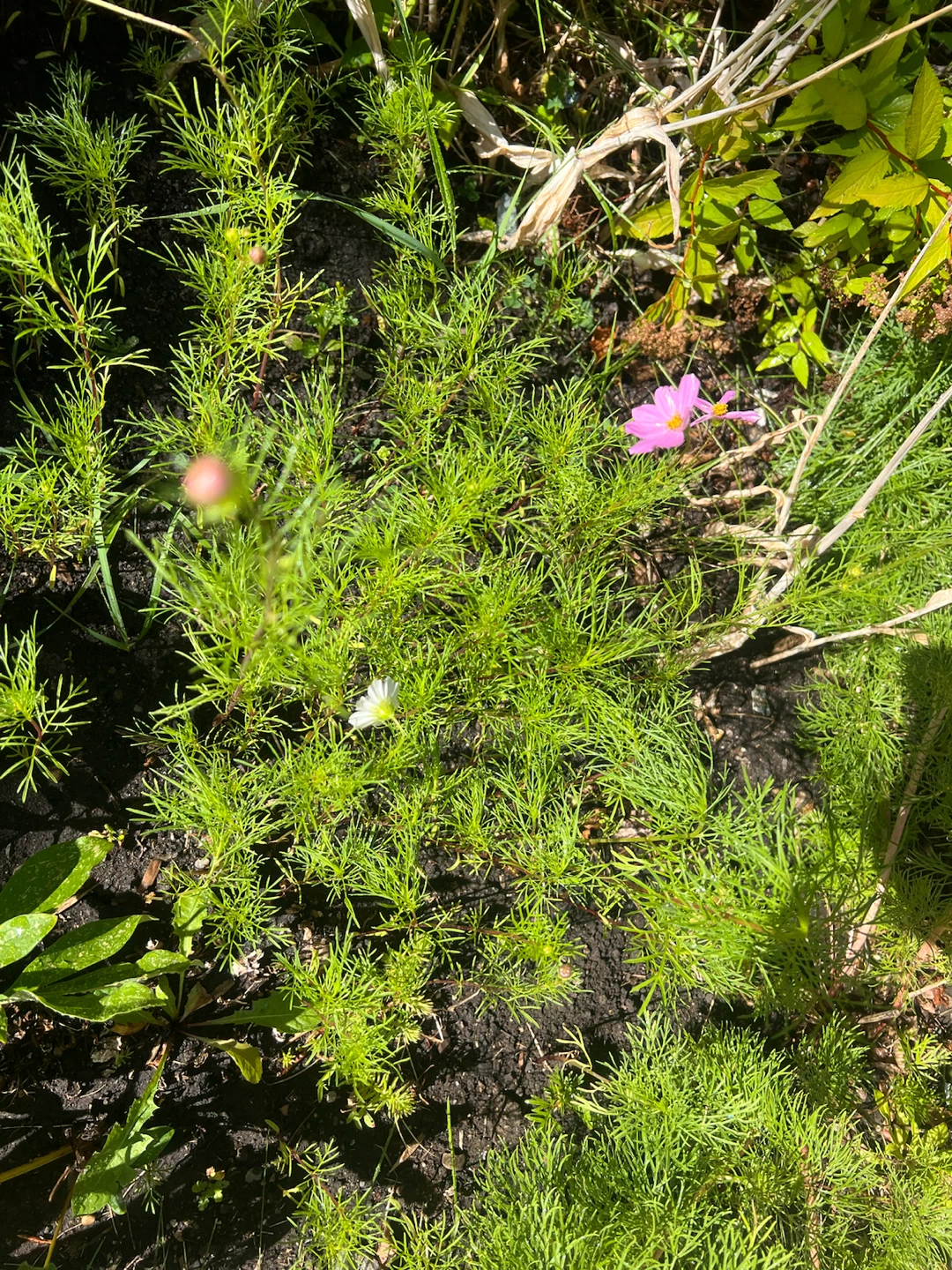 Cosmos garden plants - photo 4