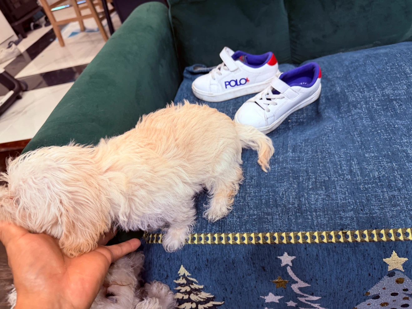 White Polo Ralph Lauren Sneakers - photo 3