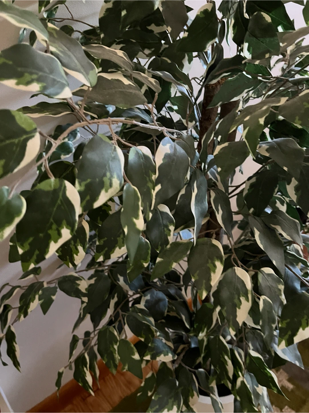 Artificial Ficus Tree in White Pot with Stand - photo 3