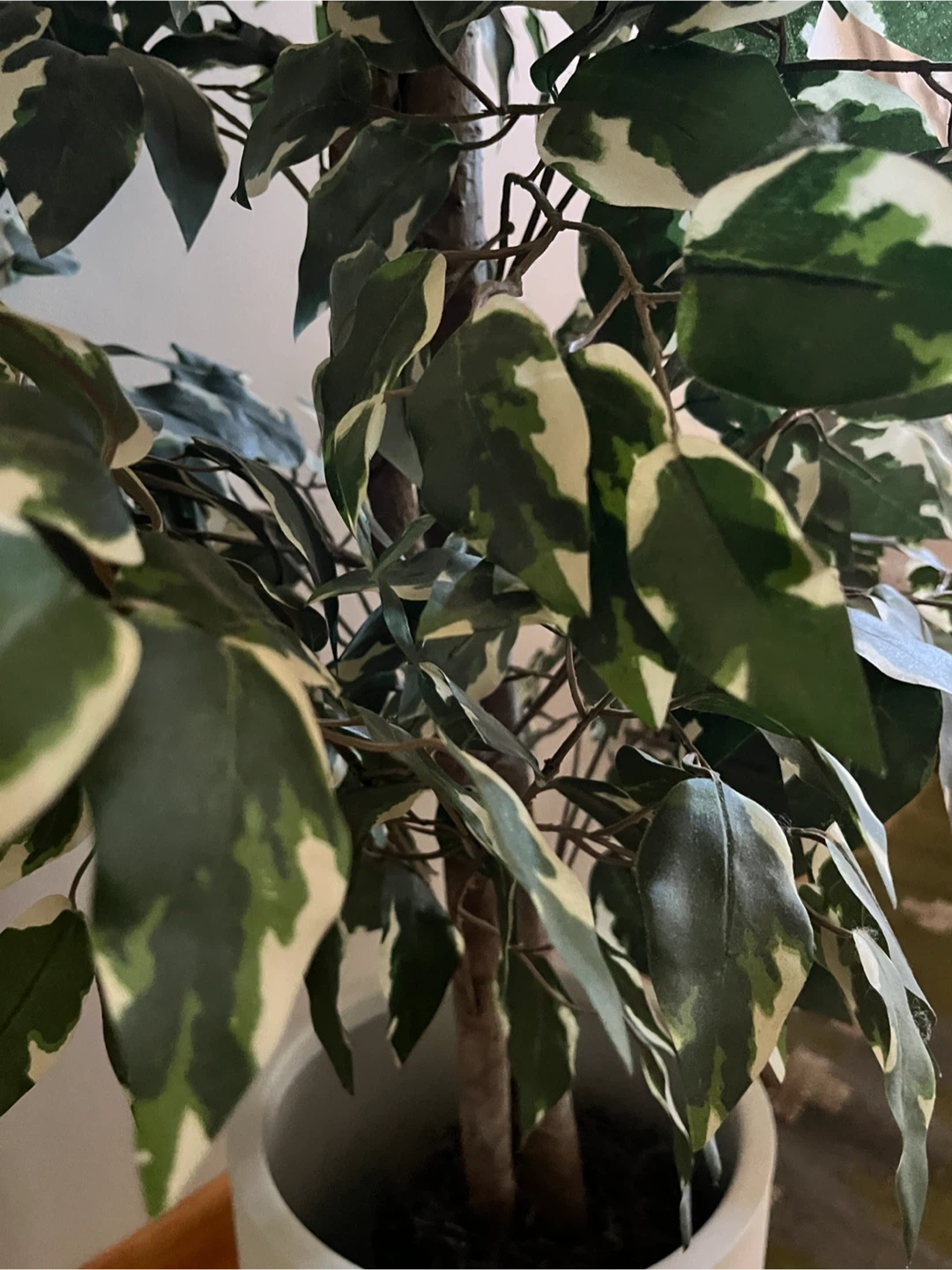 Artificial Ficus Tree in White Pot with Stand - photo 4