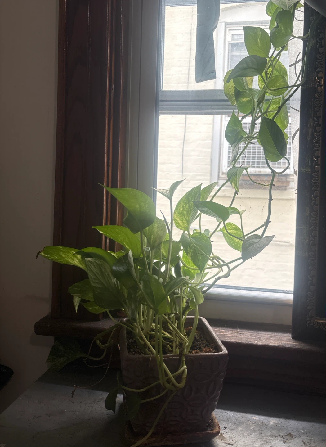 Pothos Plant