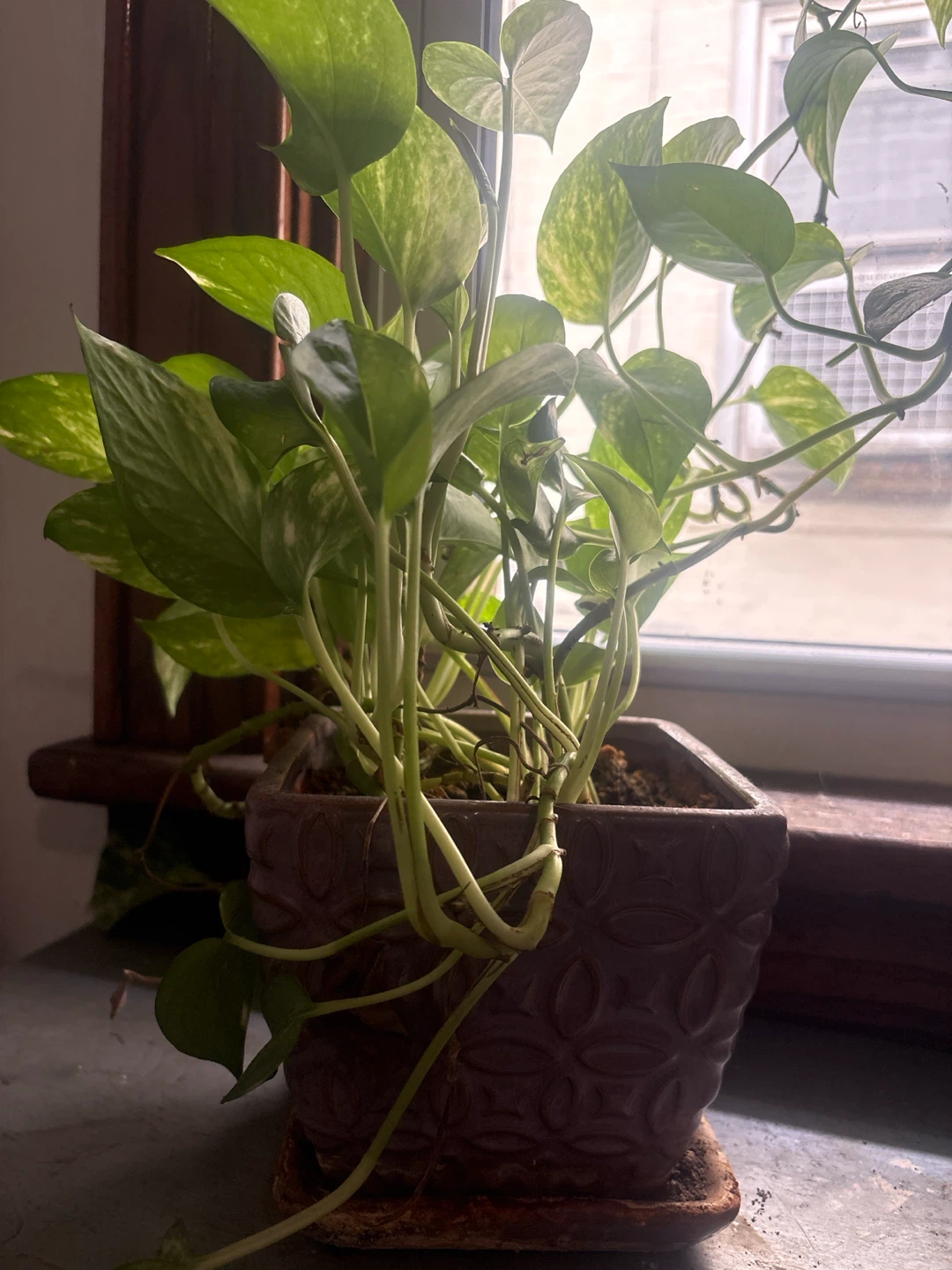 Pothos Plant - photo 2