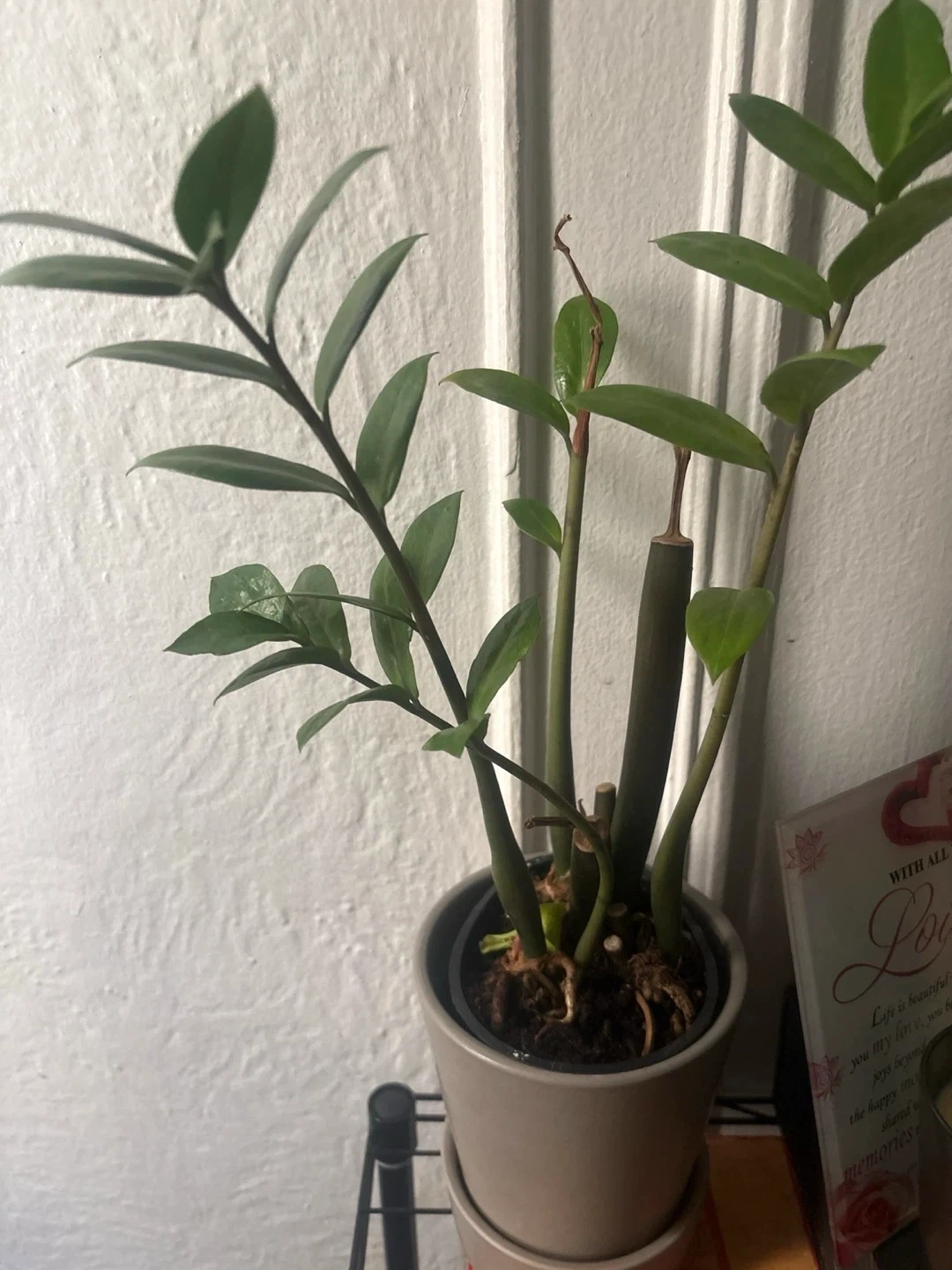 ZZ Plant in Pot