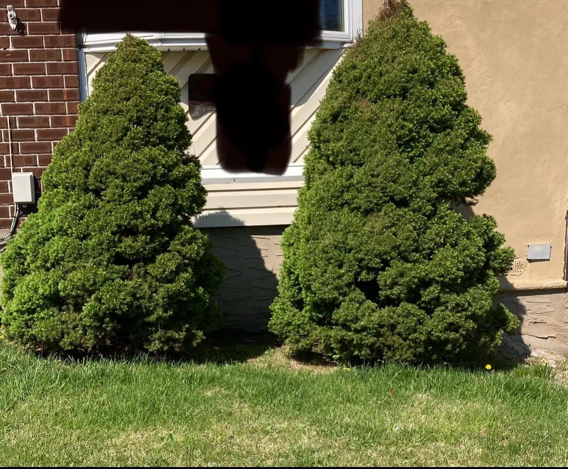 Two Evergreen Shrubs