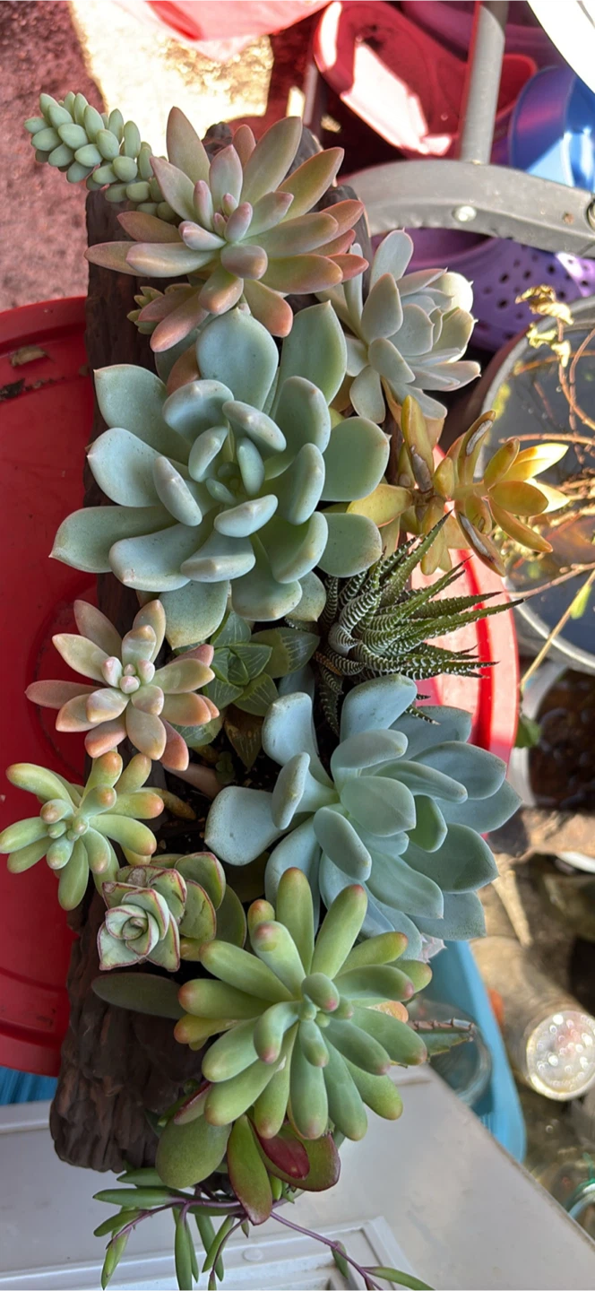 Assorted Succulent Planter
