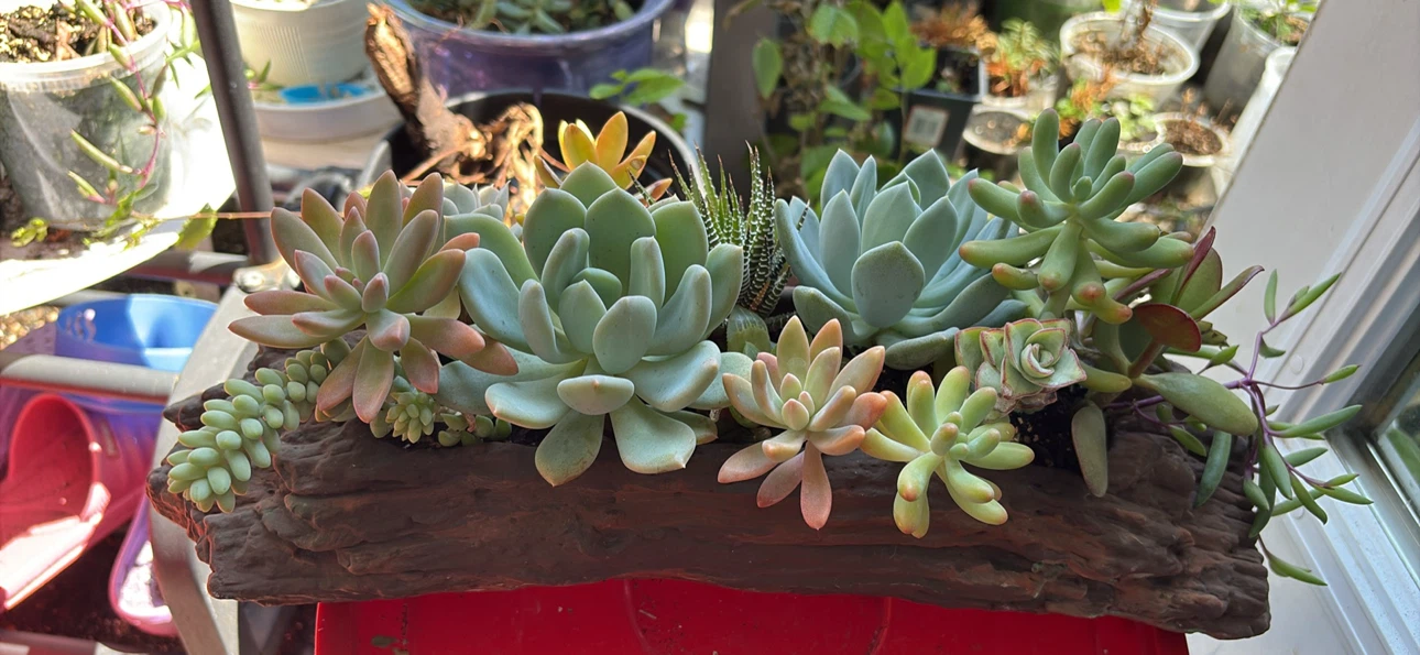 Assorted Succulent Planter - photo 2