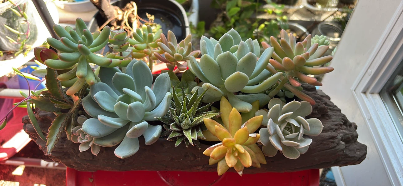Assorted Succulent Planter - photo 3