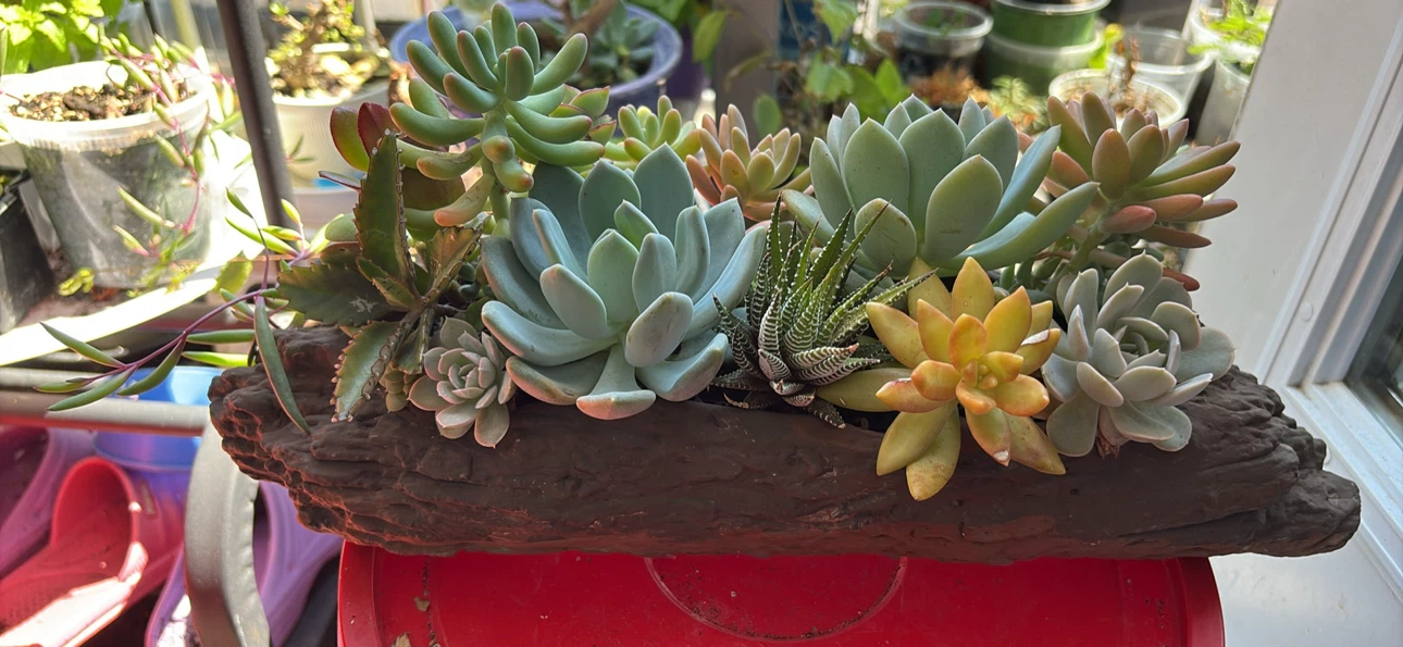 Assorted Succulent Planter - photo 4