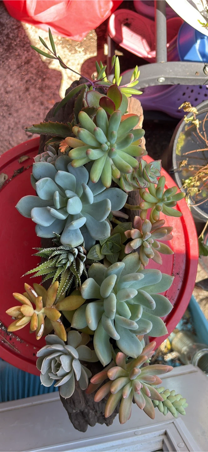 Assorted Succulent Planter - photo 5