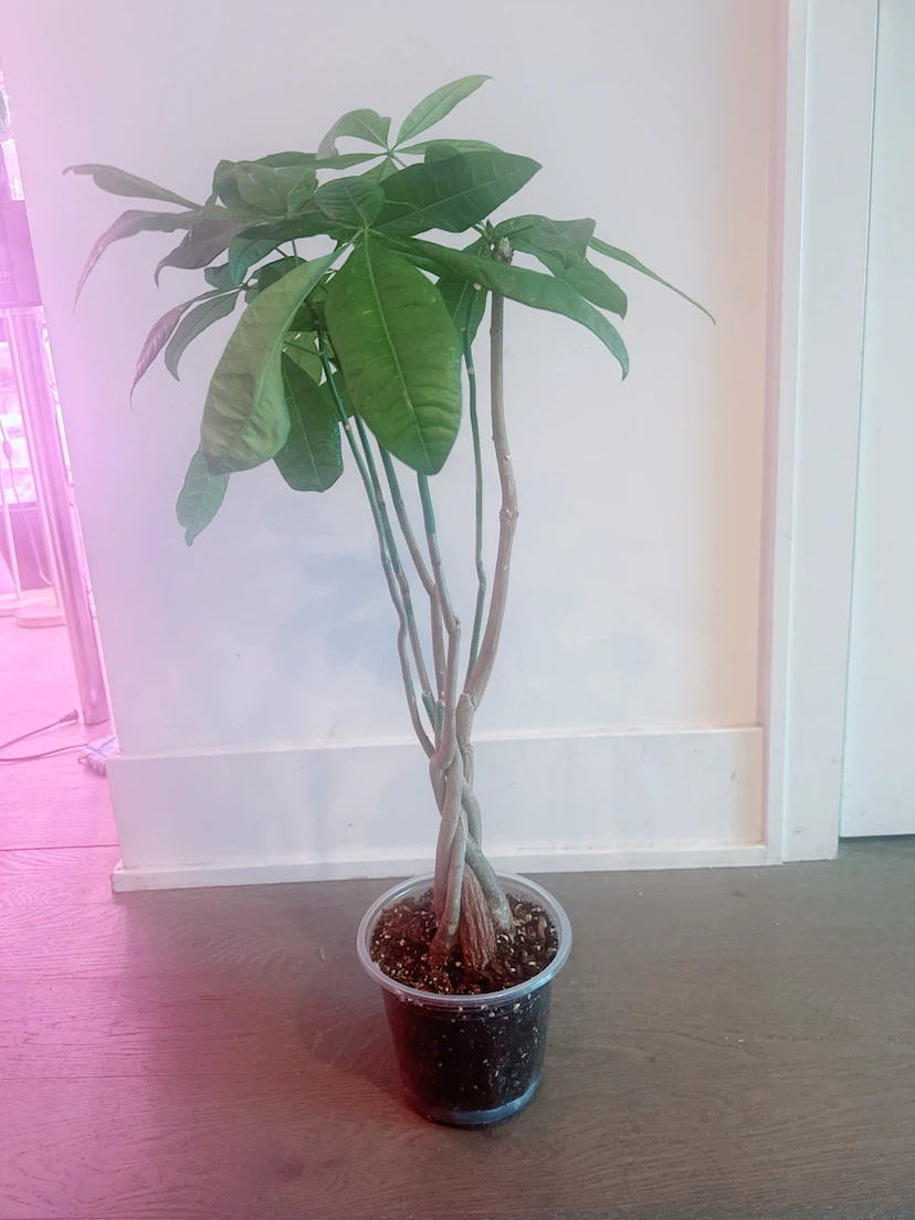 Braided Money Tree Plant 2.5 Ft tall