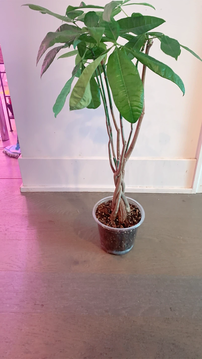 Braided Money Tree Plant 2.5 Ft tall - photo 2