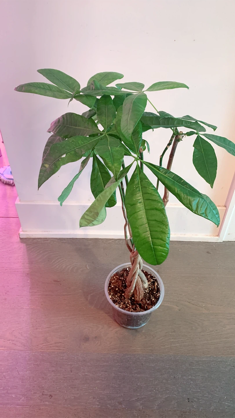 Braided Money Tree Plant 2.5 Ft tall - photo 3