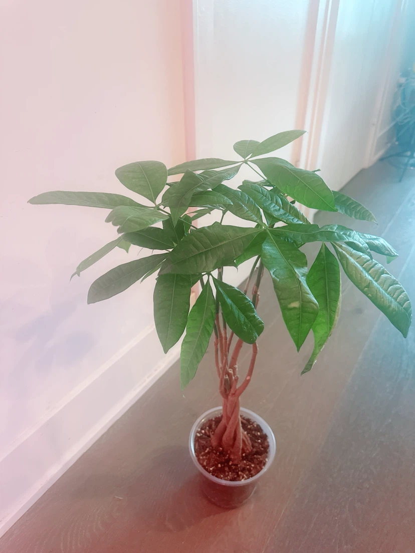 Braided Money Tree Plant 2.5 Ft tall - photo 4