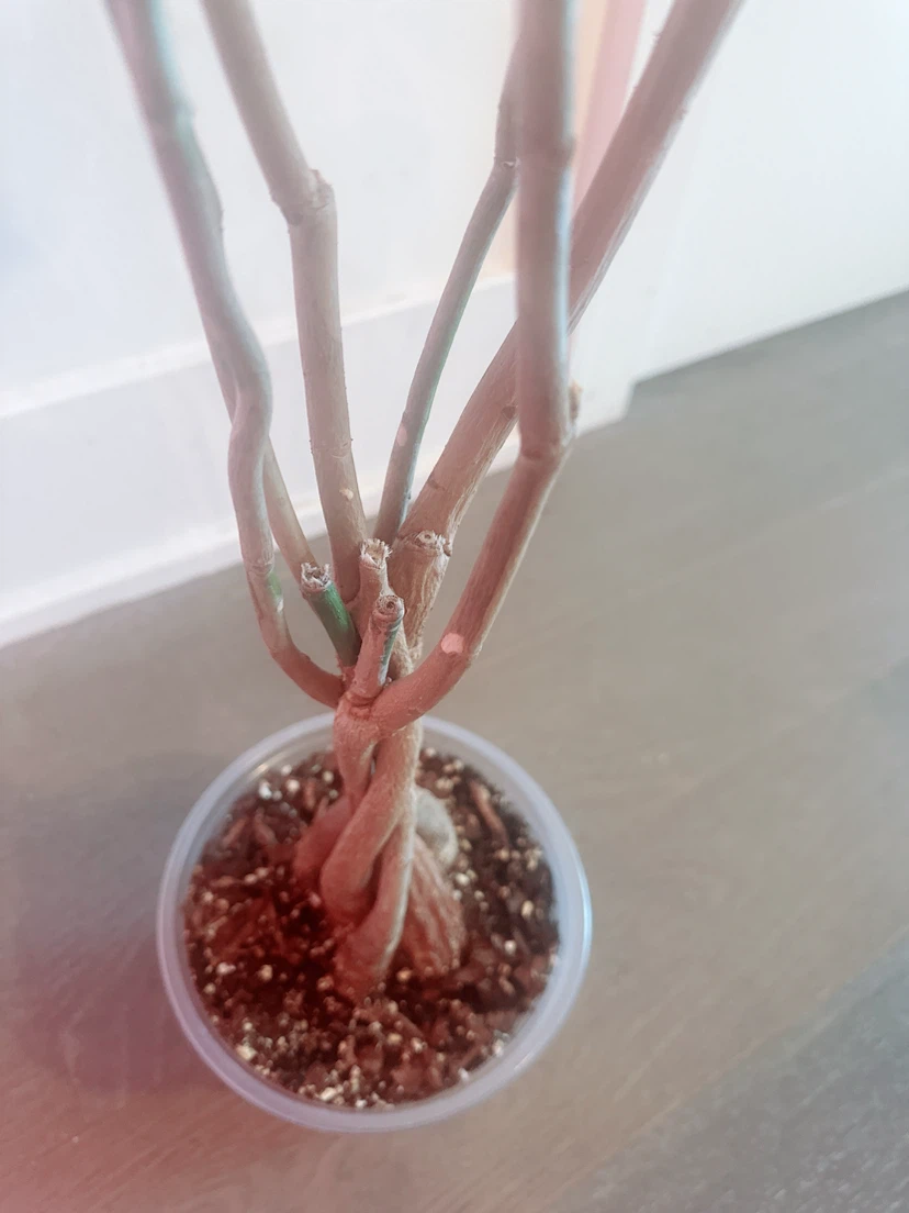 Braided Money Tree Plant 2.5 Ft tall - photo 5