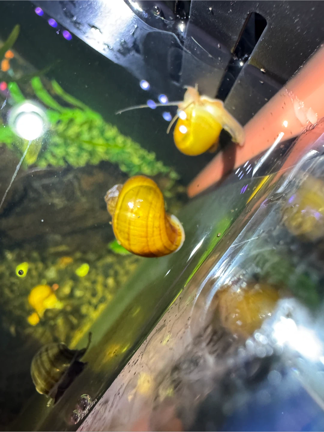 Mystery Snails