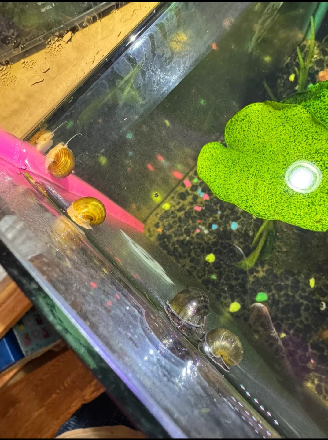 Mystery Snails - photo 2