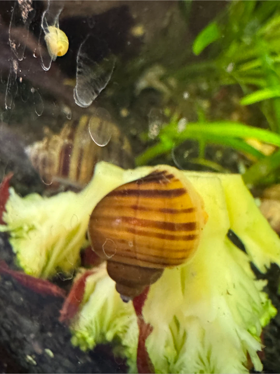 Mystery Snails - photo 3