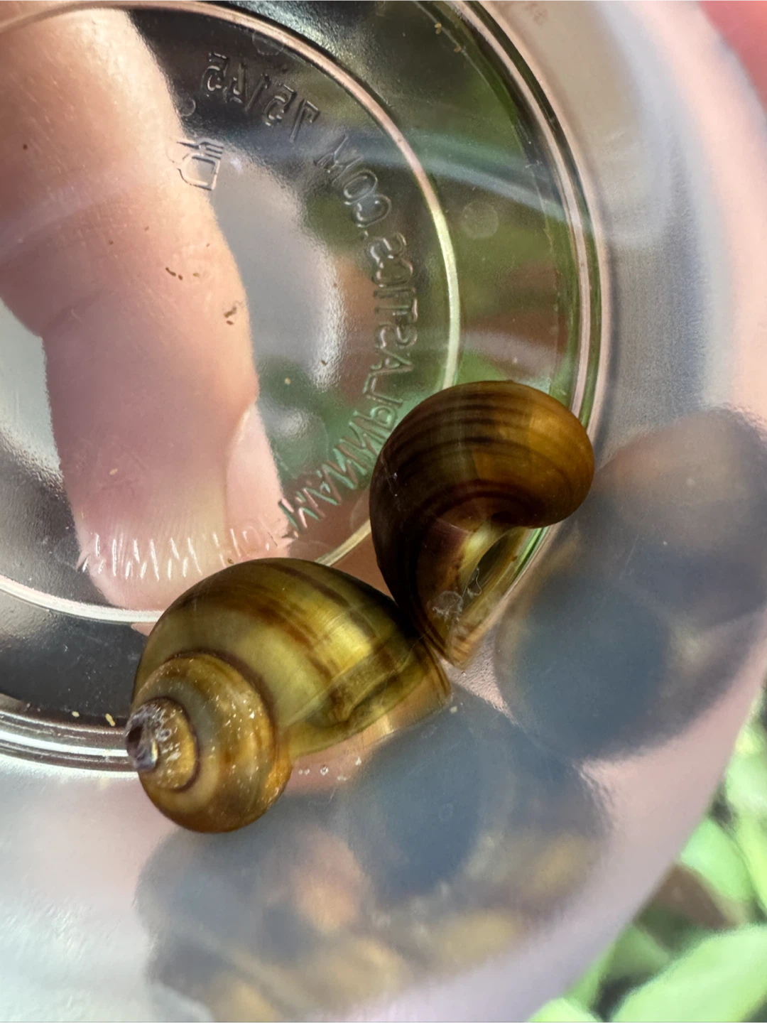 Mystery Snails - photo 4
