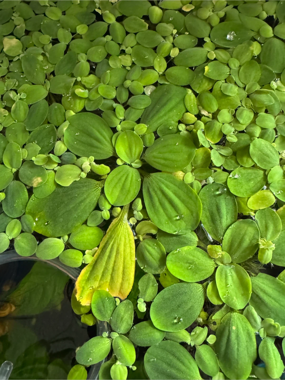 Dwarf Water Lettuce