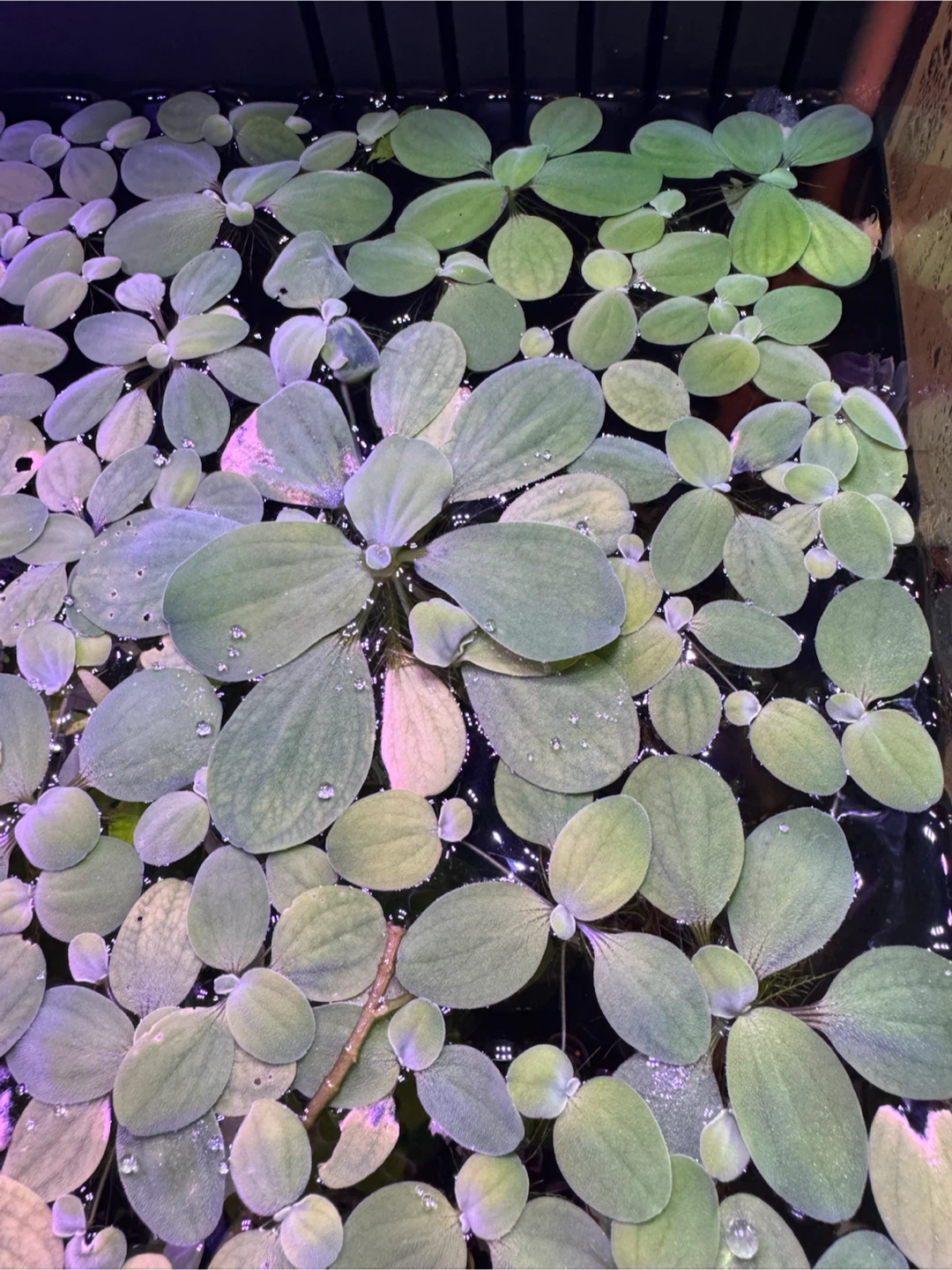 Dwarf Water Lettuce - photo 2