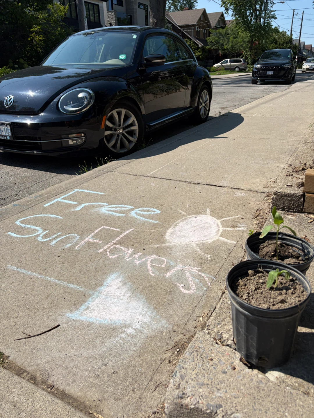 Free Sunflower Plants