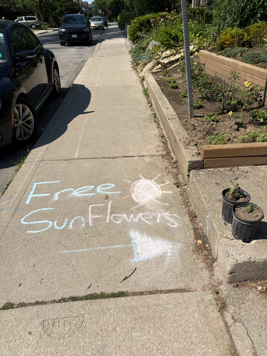 Free Sunflower Plants - photo 2