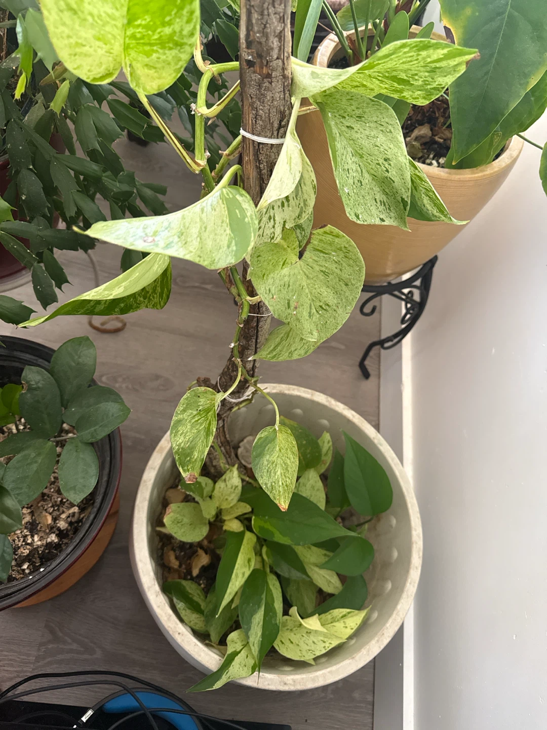 Marble Queen Pothos Plant