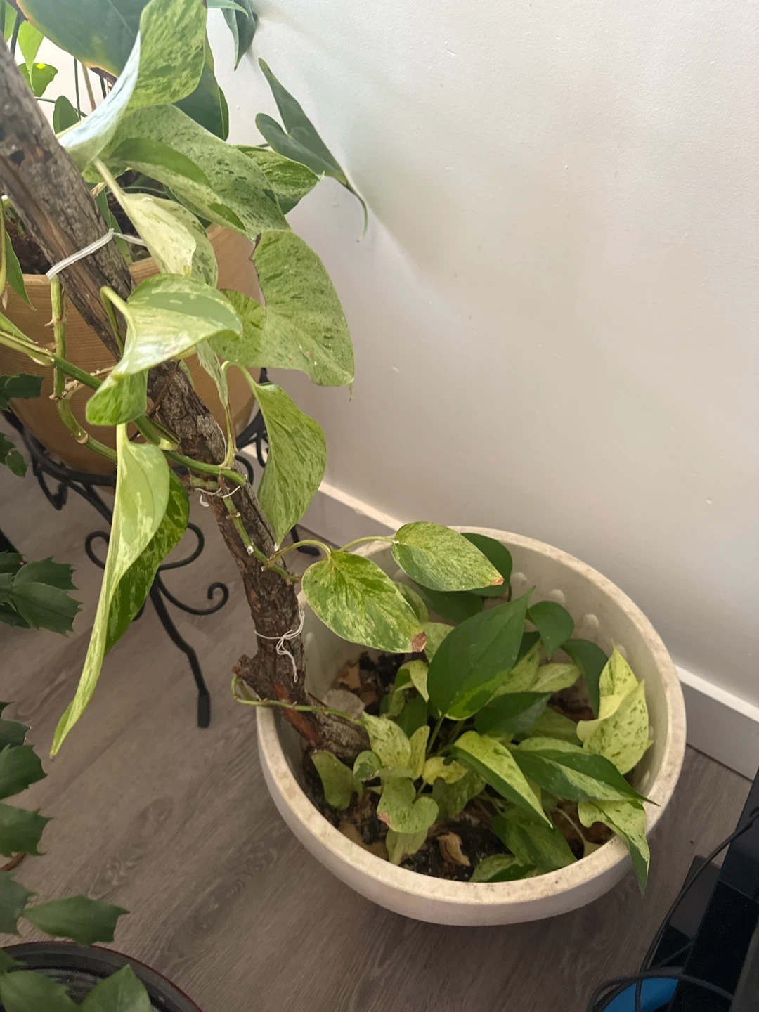 Marble Queen Pothos Plant - photo 2